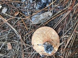 Lactarius floridanus image