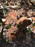 Ganoderma zonatum image
