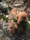 Ganoderma zonatum image