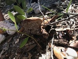 Ganoderma zonatum image