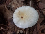 Amanita multisquamosa image