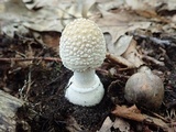 Amanita multisquamosa image