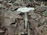 Amanita multisquamosa image