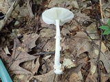 Amanita multisquamosa image
