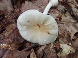 Amanita multisquamosa image