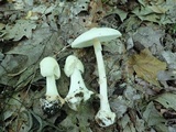 Amanita aestivalis image