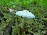 Amanita aestivalis image