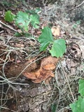 Ganoderma lobatum image