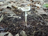 Amanita solaniolens image