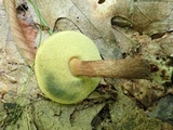 Boletellus chrysenteroides image