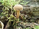 Boletellus chrysenteroides image