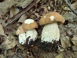 Boletus nobilissimus image