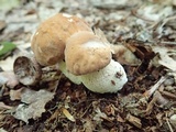 Boletus nobilissimus image