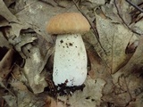 Boletus nobilissimus image