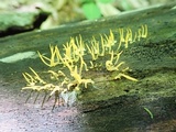 Calocera cornea image