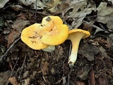 Cantharellus flavus image