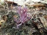 Clavaria zollingeri image