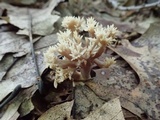 Clavulina coralloides image