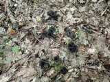 Craterellus fallax image