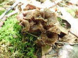 Craterellus caeruleofuscus image