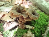 Craterellus caeruleofuscus image