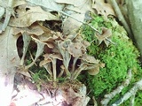 Craterellus caeruleofuscus image