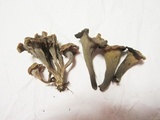 Craterellus caeruleofuscus image