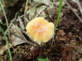 Hygrocybe laeta var. laeta image