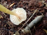 Hygrocybe laeta var. laeta image