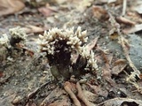 Helminthosphaeria clavariarum image