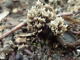 Helminthosphaeria clavariarum image