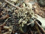 Helminthosphaeria clavariarum image