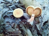 Hygrophoropsis aurantiaca image