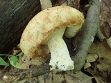 Lactarius psammicola image