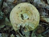 Lactarius psammicola image