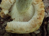 Lactarius psammicola image
