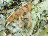 Lactarius areolatus image