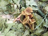 Lactarius areolatus image