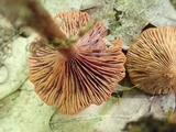 Lactarius areolatus image