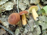 Lactarius volemus image