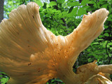 Pleurotus pulmonarius image