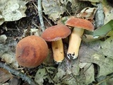Lactarius volemus image