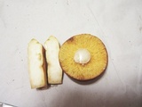 Lactarius volemus image
