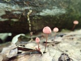 Marasmius pulcherripes image