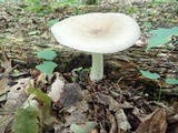 Megacollybia rodmanii image
