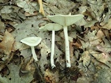 Melanoleuca alboflavida image