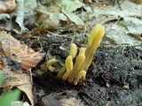 Microglossum fumosum image