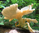 Pleurotus pulmonarius image
