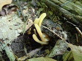 Microglossum fumosum image