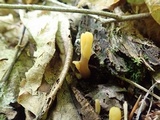Microglossum fumosum image
